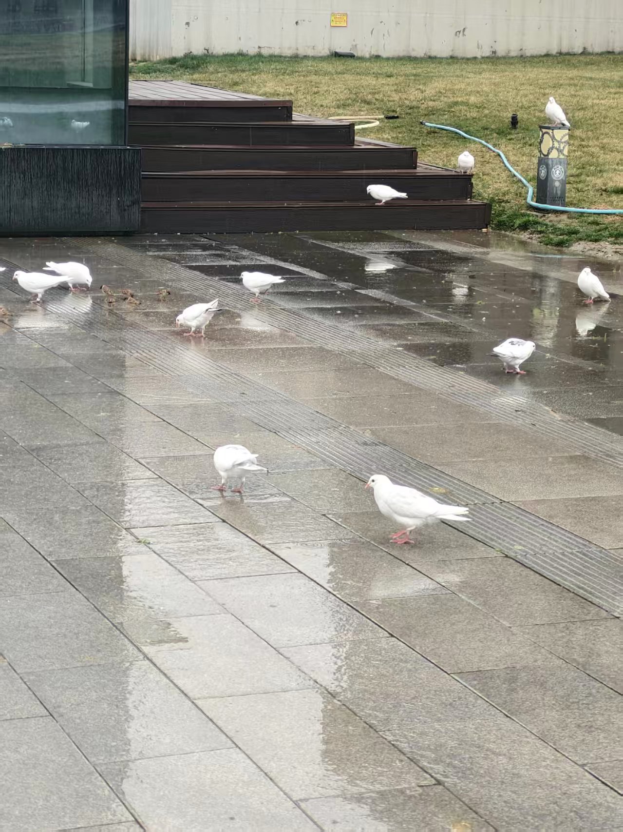 胜利结算之喂鸽子 胜利结算之喂鸽子